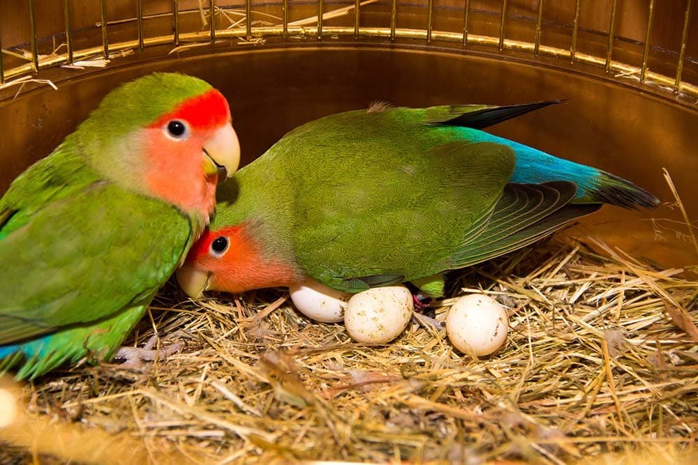 How Many Times A Year Do Parrots Lay Eggs