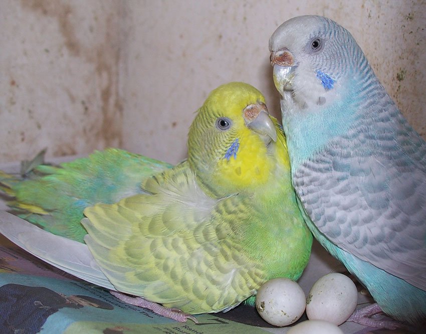 How Many Times A Year Do Parrots Lay Eggs