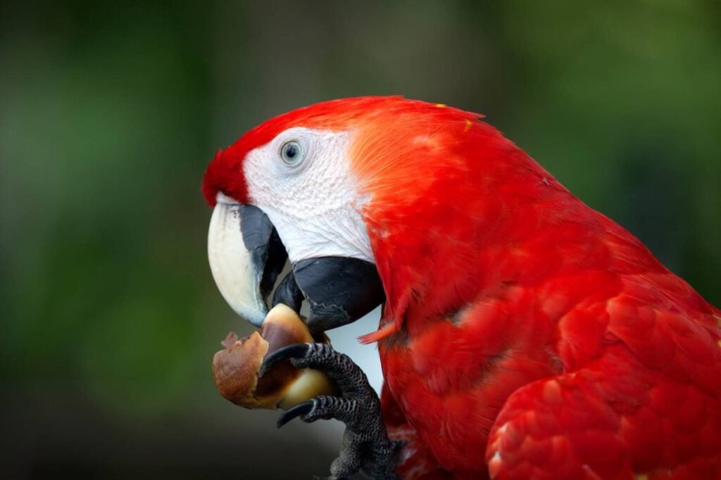 What Do Macaws Eat