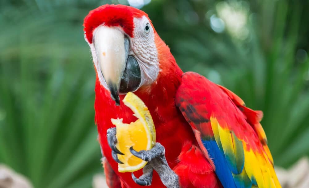 What Do Macaws Eat