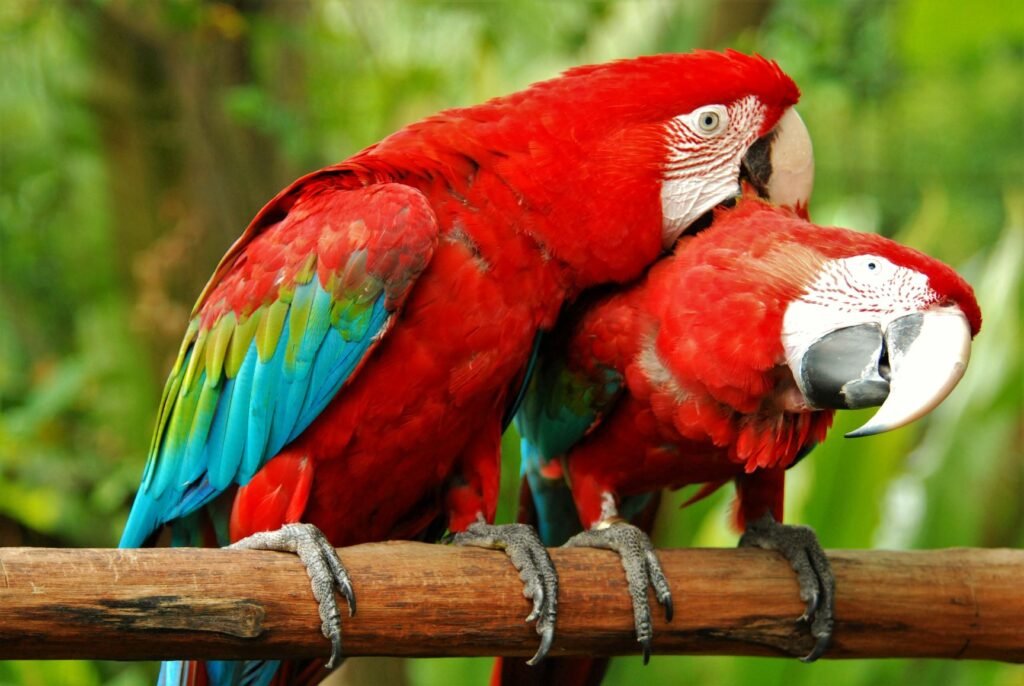 Scarlet Macaw