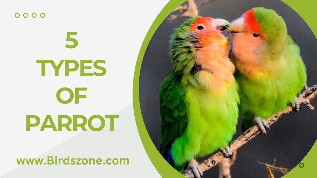 5 Types Of Parrot