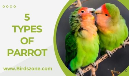 5 Types Of Parrot