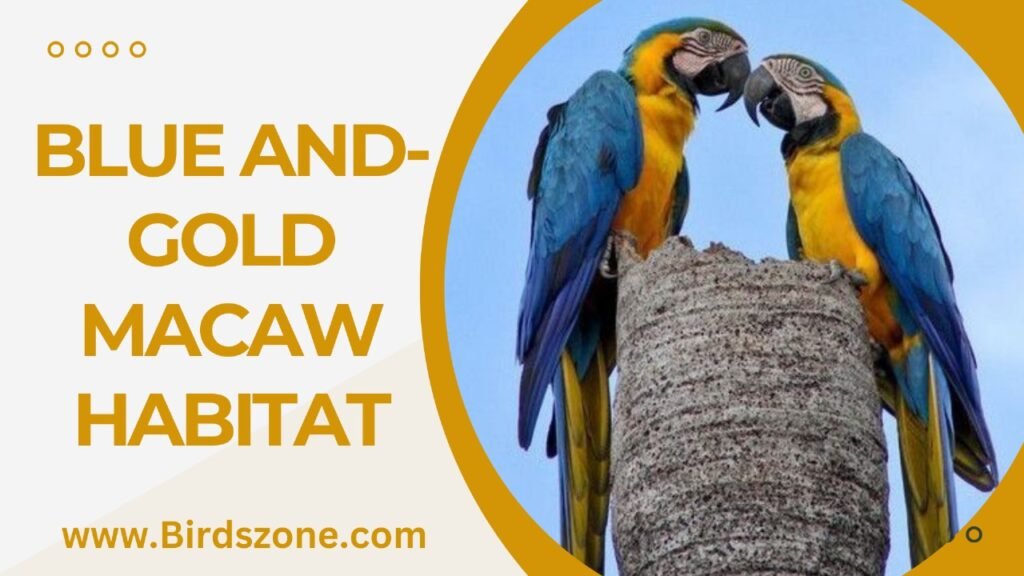 Blue And-Gold Macaw Habitat