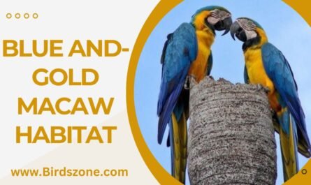 Blue And-Gold Macaw Habitat