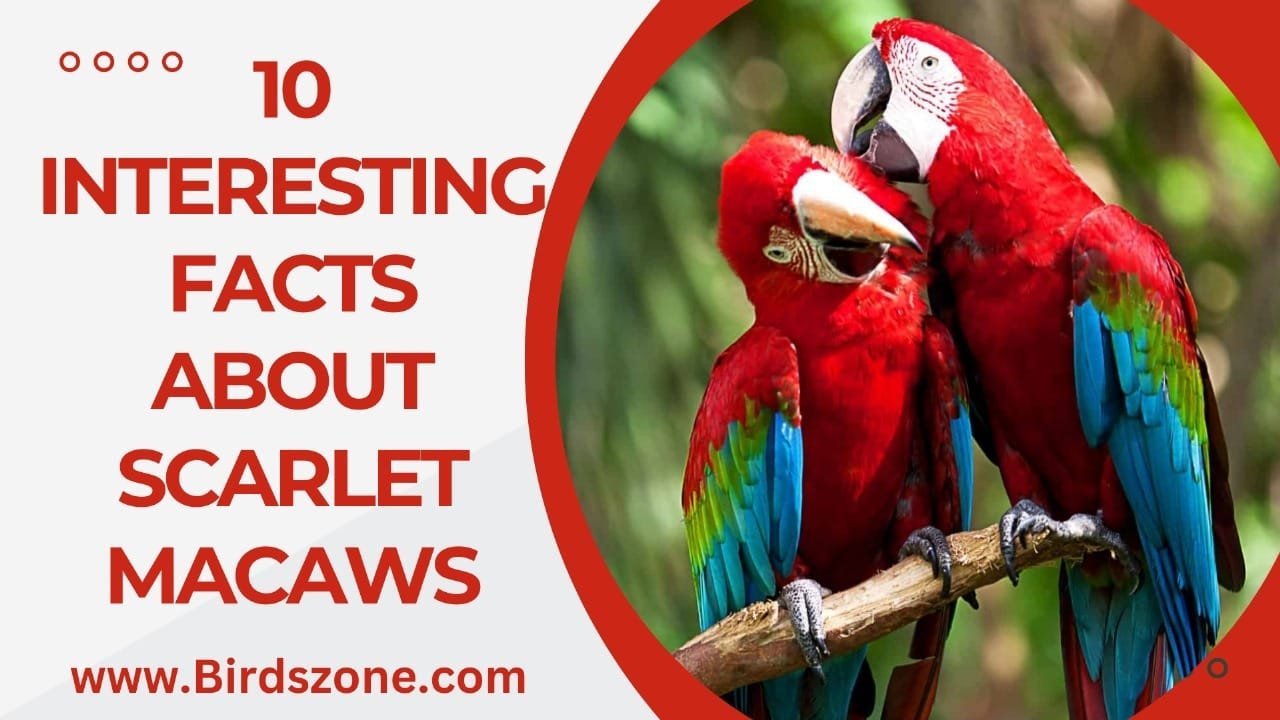 10 Interesting Facts About Scarlet Macaws - Birdszone.com