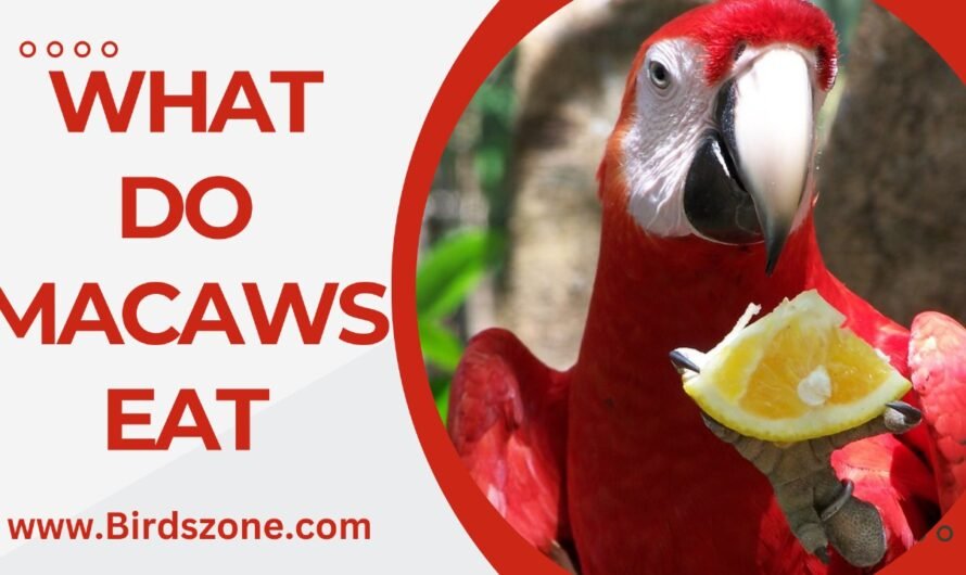 What Do Macaws Eat