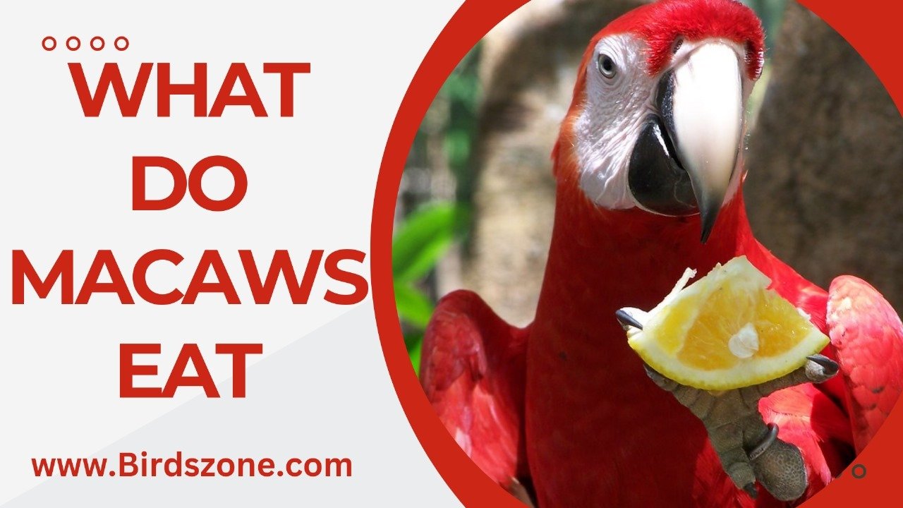 What Do Macaws Eat