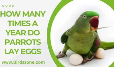 How Many Times A Year Do Parrots Lay Eggs