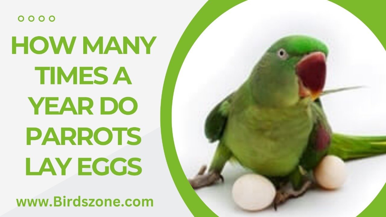 How Many Times A Year Do Parrots Lay Eggs