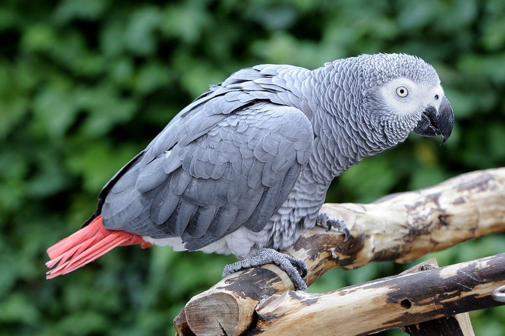 African Grey Parrot