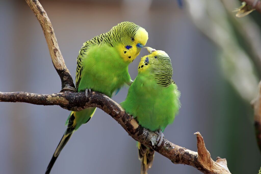 Budgerigar