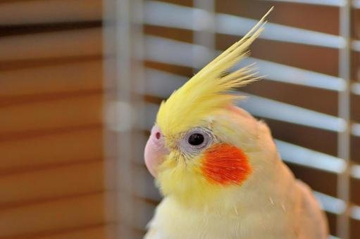 Cockatiel