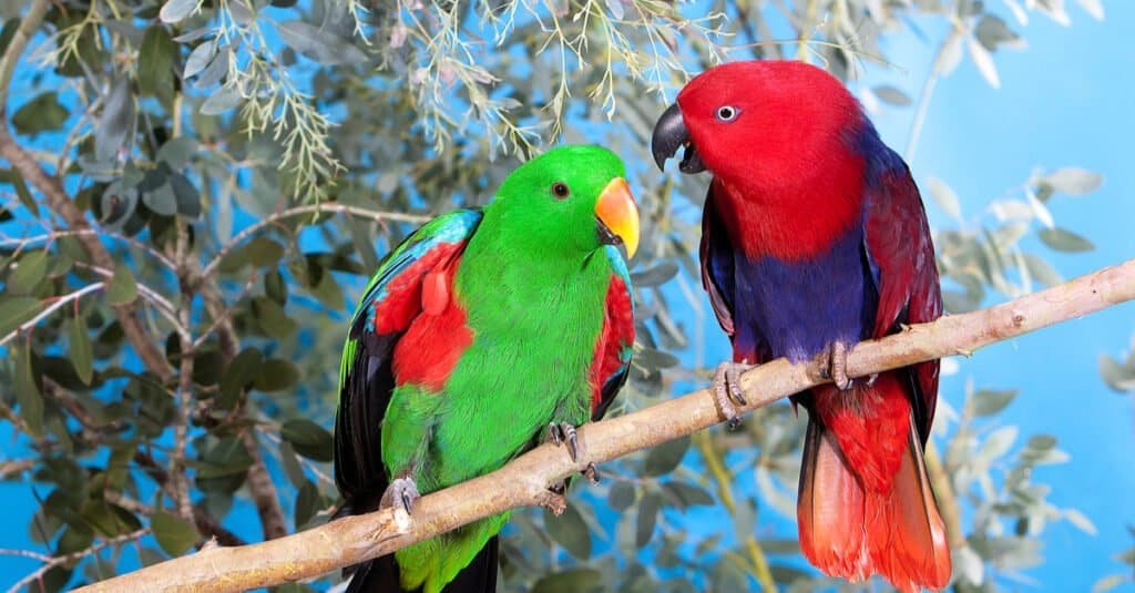 Eclectus Parrot