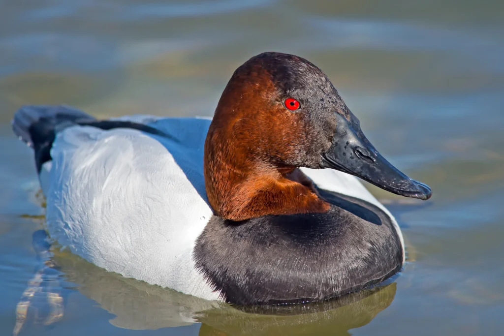 Canvasback Overview