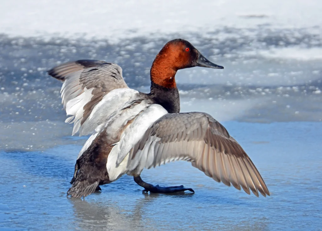 Canvasback Overview