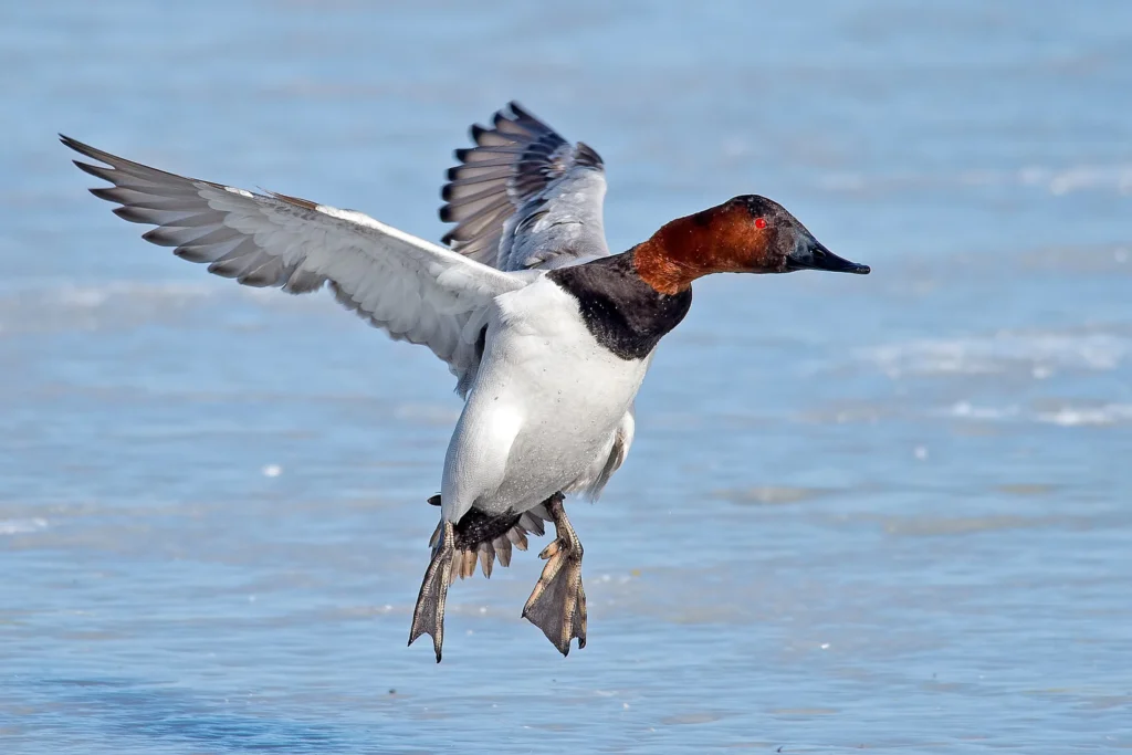 Canvasback Overview