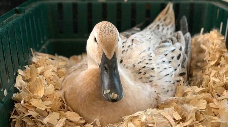 Which Duck Is Best For Eggs