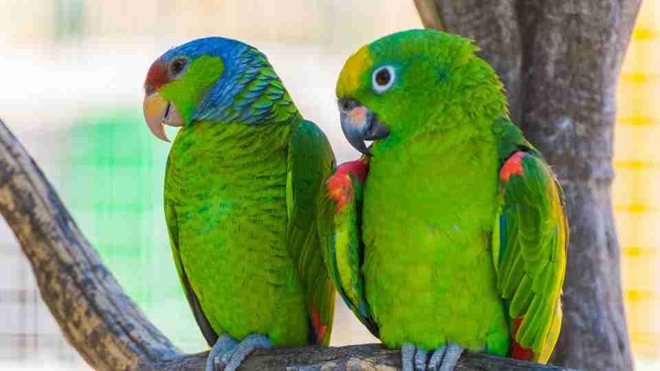 Are Male Or Female Parrots Better