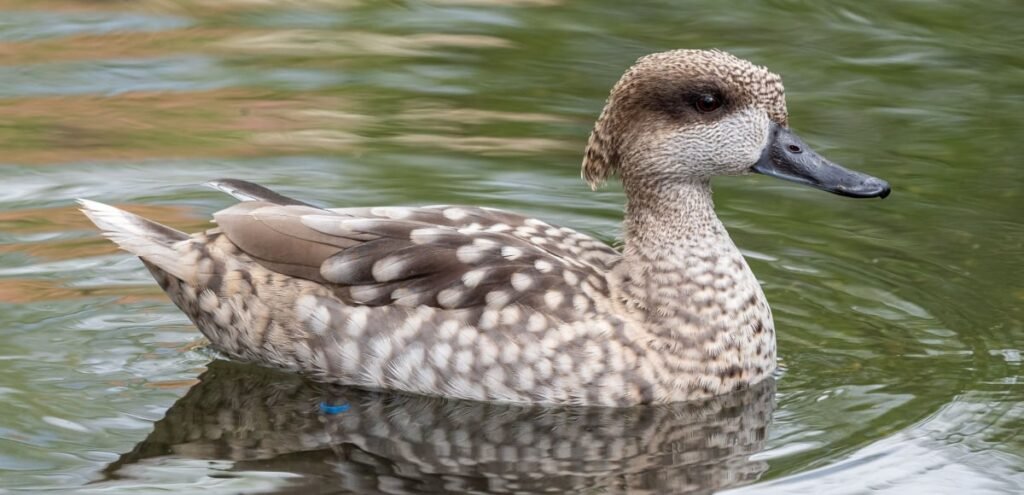 Marbled Duck Facts And Information - The World of Birds Zone