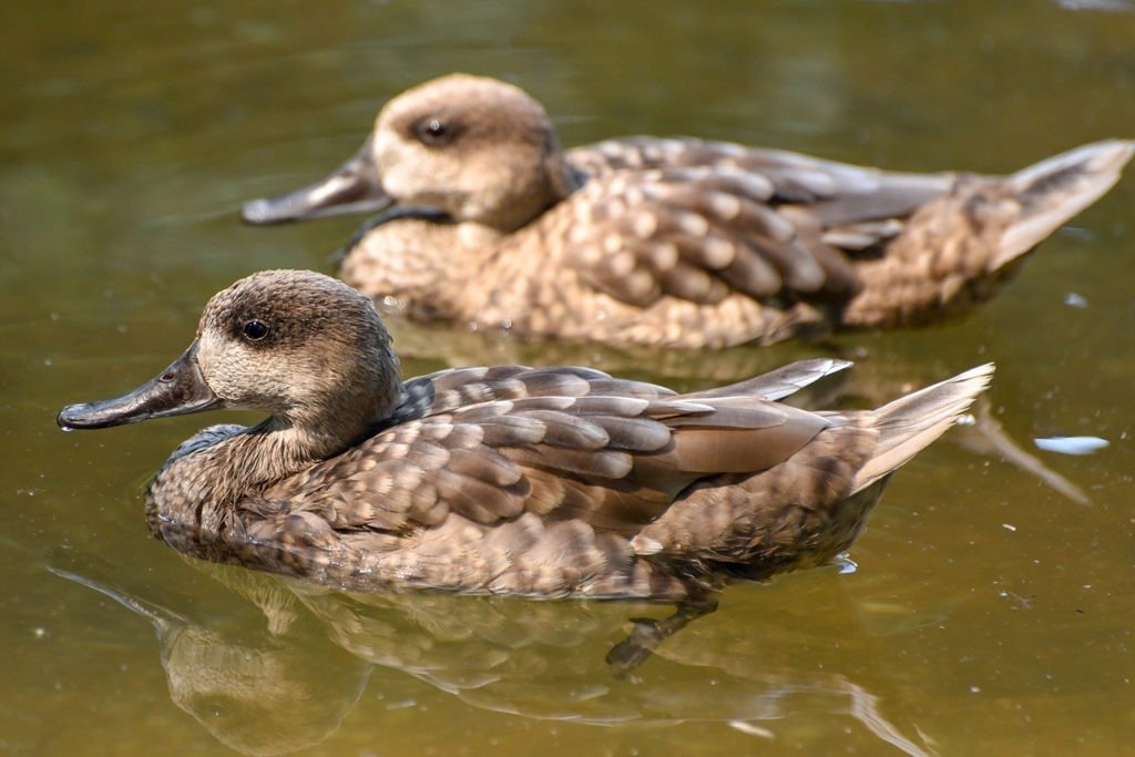 Marbled Duck Facts And Information