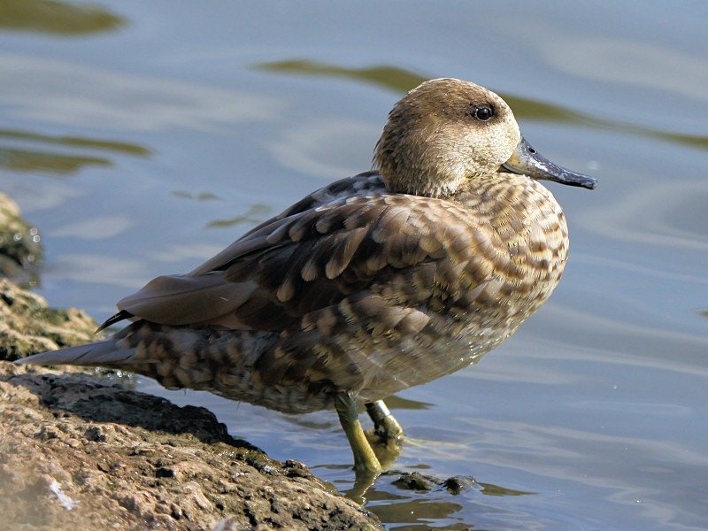 Marbled Duck Facts And Information