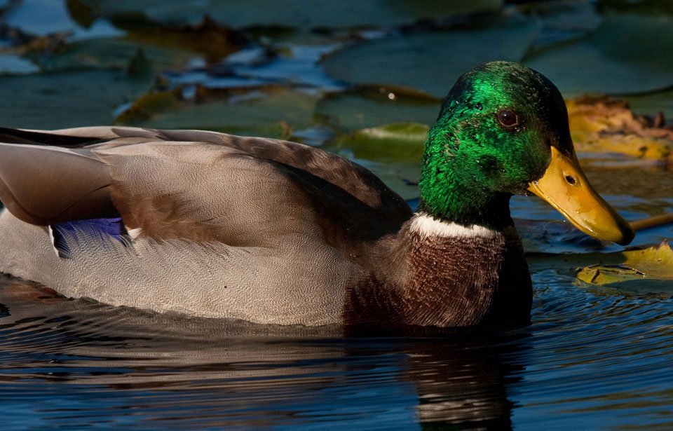 Interesting Facts About Mallard Ducks