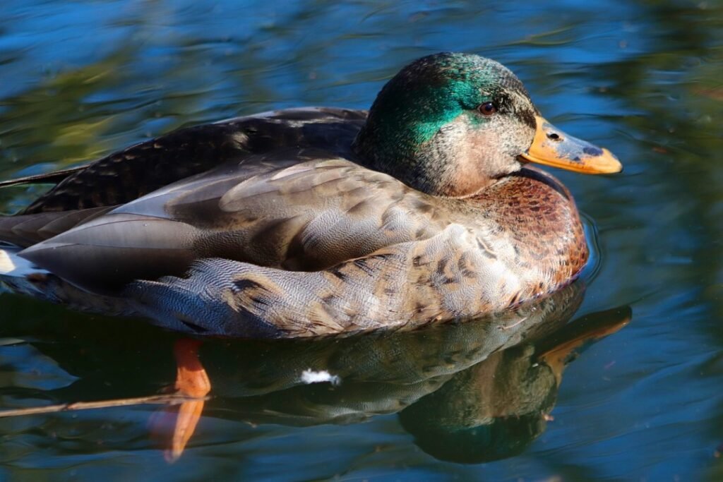 Interesting Facts About Mallard Ducks