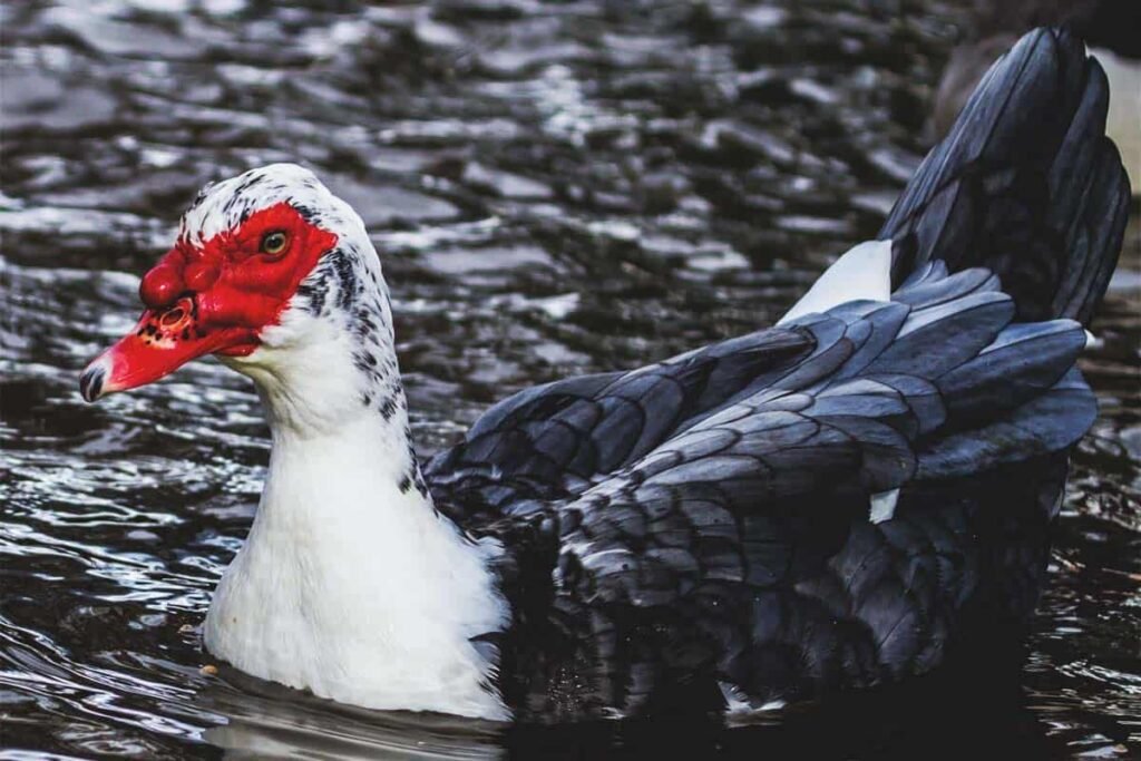 5 Facts About Muscovy Duck