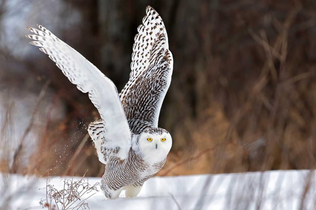 5 Facts About Snowy Owl