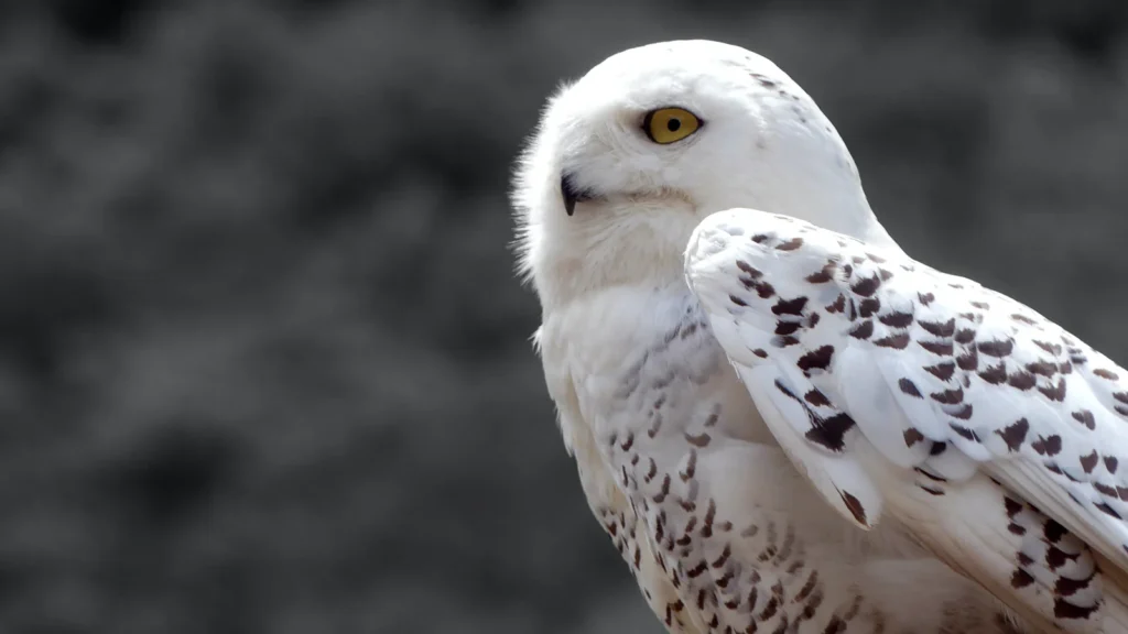 5 Facts About Snowy Owl