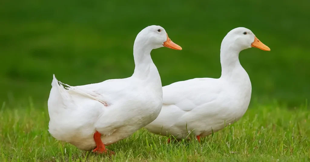 10 Facts About White Domestic Duck