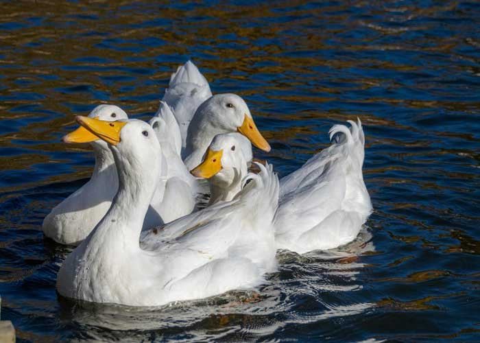 10 Facts About White Domestic Duck