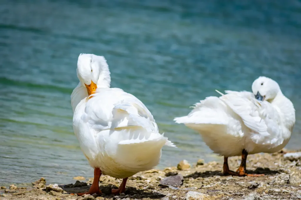 10 Facts About White Domestic Duck