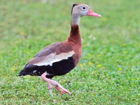 5 Facts About Whistling Ducks