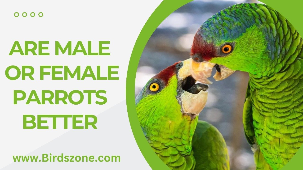 Are Male Or Female Parrots Better - The World of Birds Zone