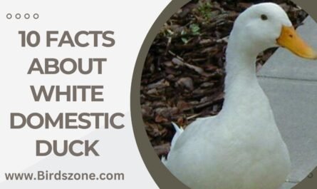 10 Facts About White Domestic Duck