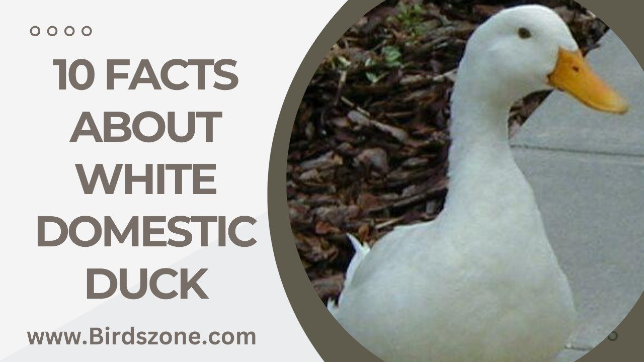 10 Facts About White Domestic Duck