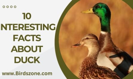 10 Interesting Facts About Duck