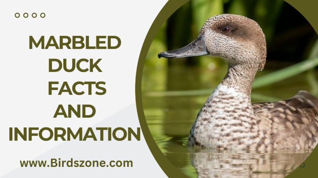 Marbled Duck Facts And Information