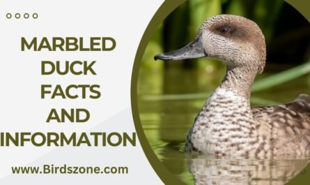 Marbled Duck Facts And Information