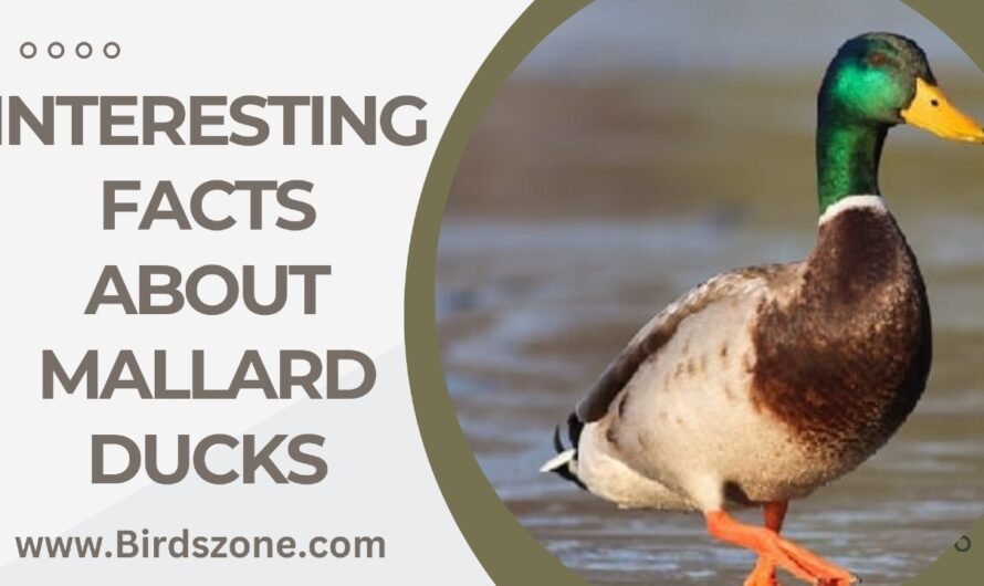 Interesting Facts About Mallard Ducks