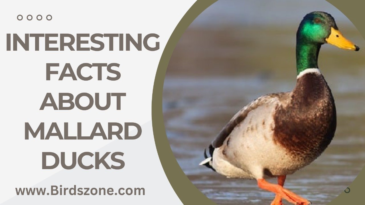 Interesting Facts About Mallard Ducks