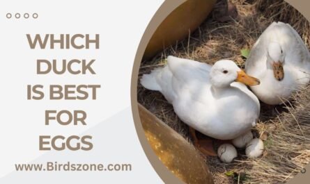 Which Duck Is Best For Eggs