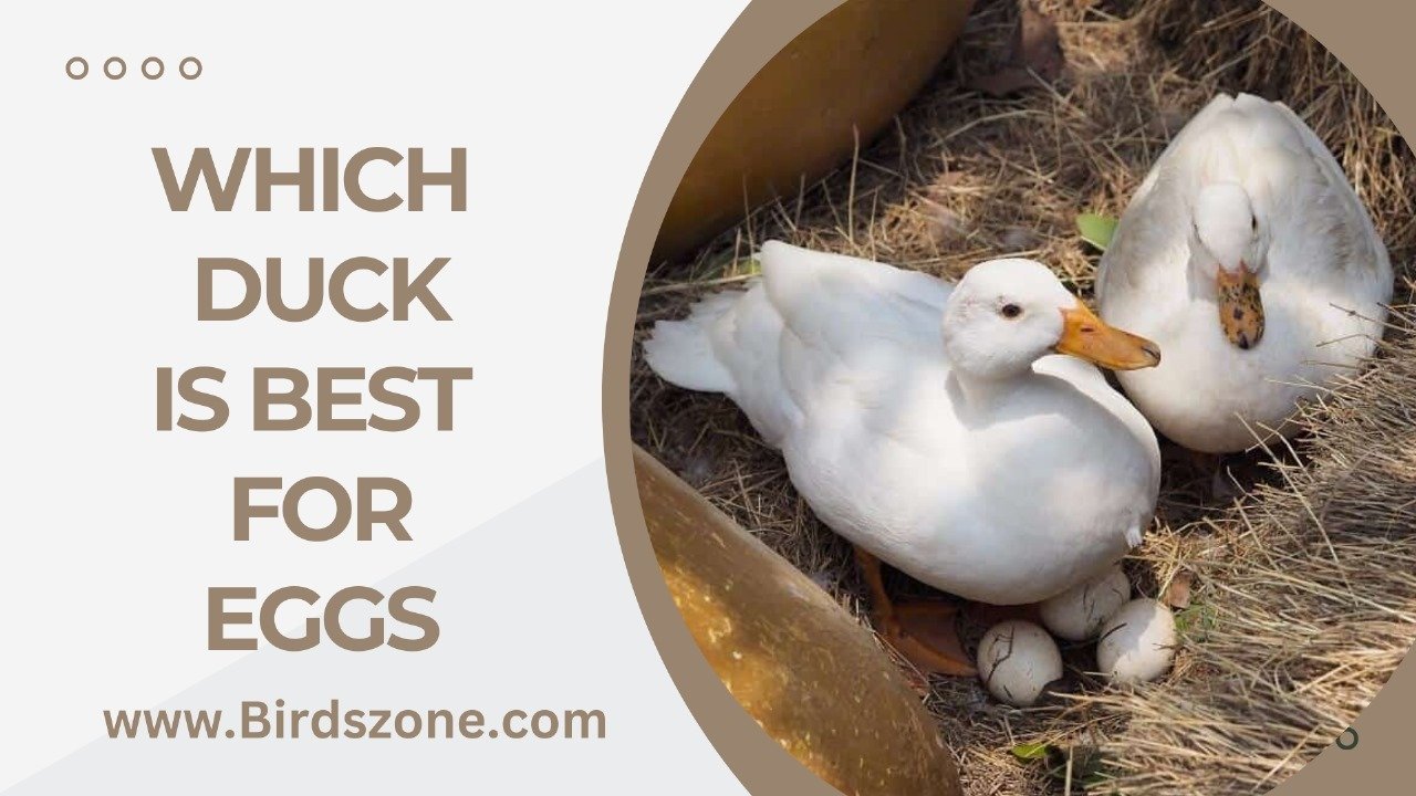 Which Duck Is Best For Eggs