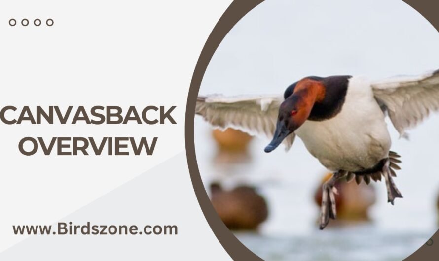 Canvasback Overview