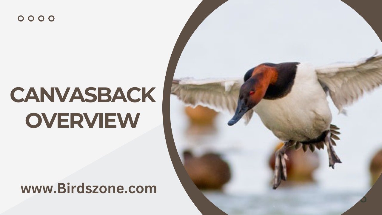 Canvasback Overview