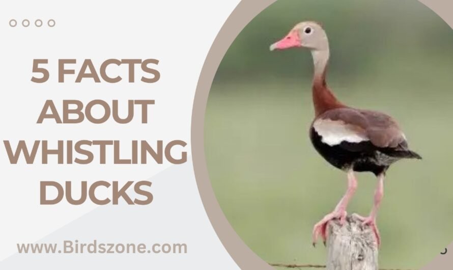 5 Facts About Whistling Ducks