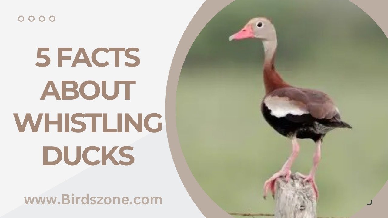 5 Facts About Whistling Ducks