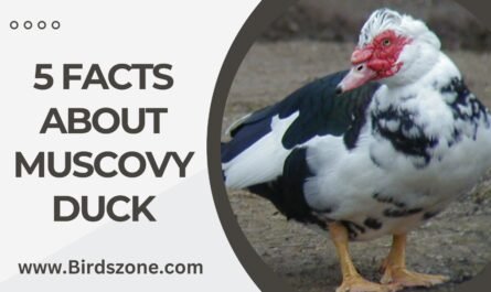 5 Facts About Muscovy Duck